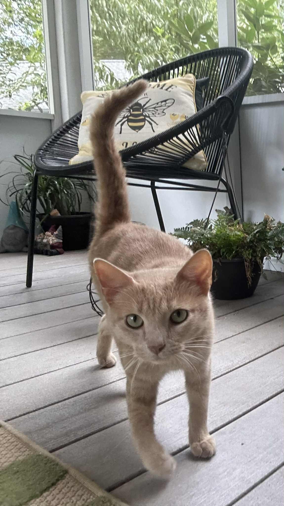 Enlarge Neyland, a Adoptable mixed breed in Byrdstown, TN image 6/6