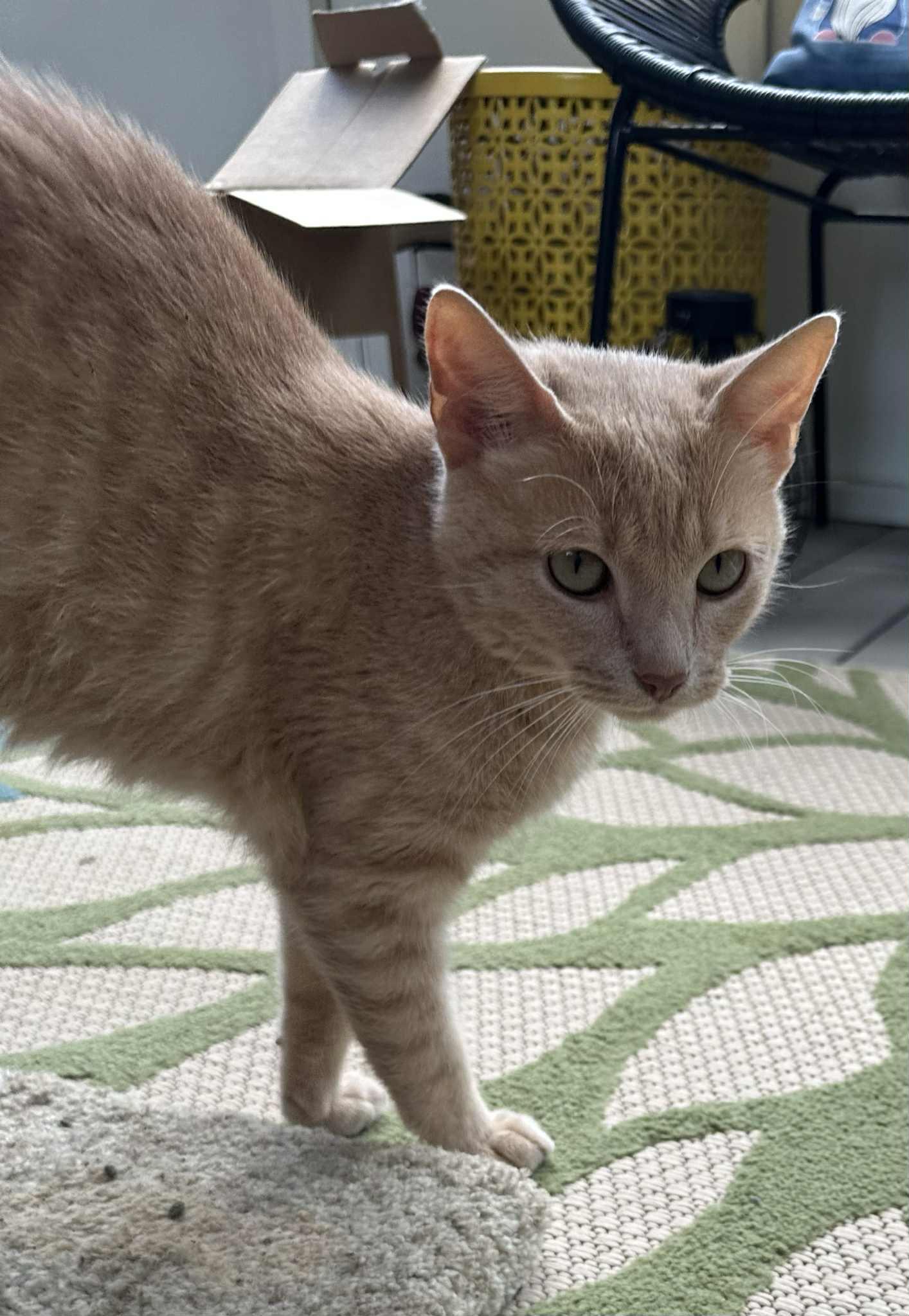 Enlarge Neyland, a Adoptable mixed breed in Byrdstown, TN image 5/6