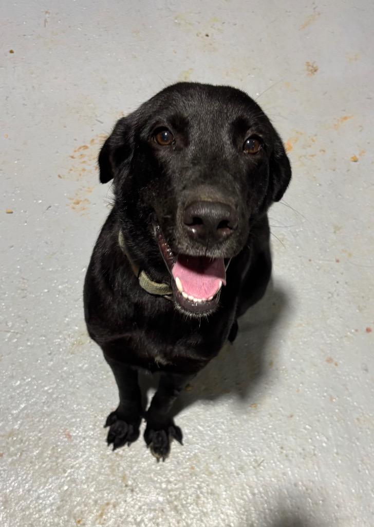 Enlarge Saint, an adopted Black Labrador Retriever in Ruston, LA image 1/1