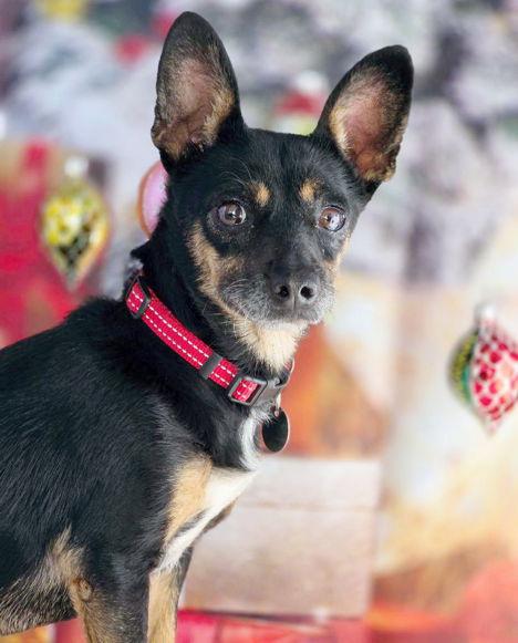 Alley Kat, Adoptable, Adult Female Miniature Pinscher & Dachshund.