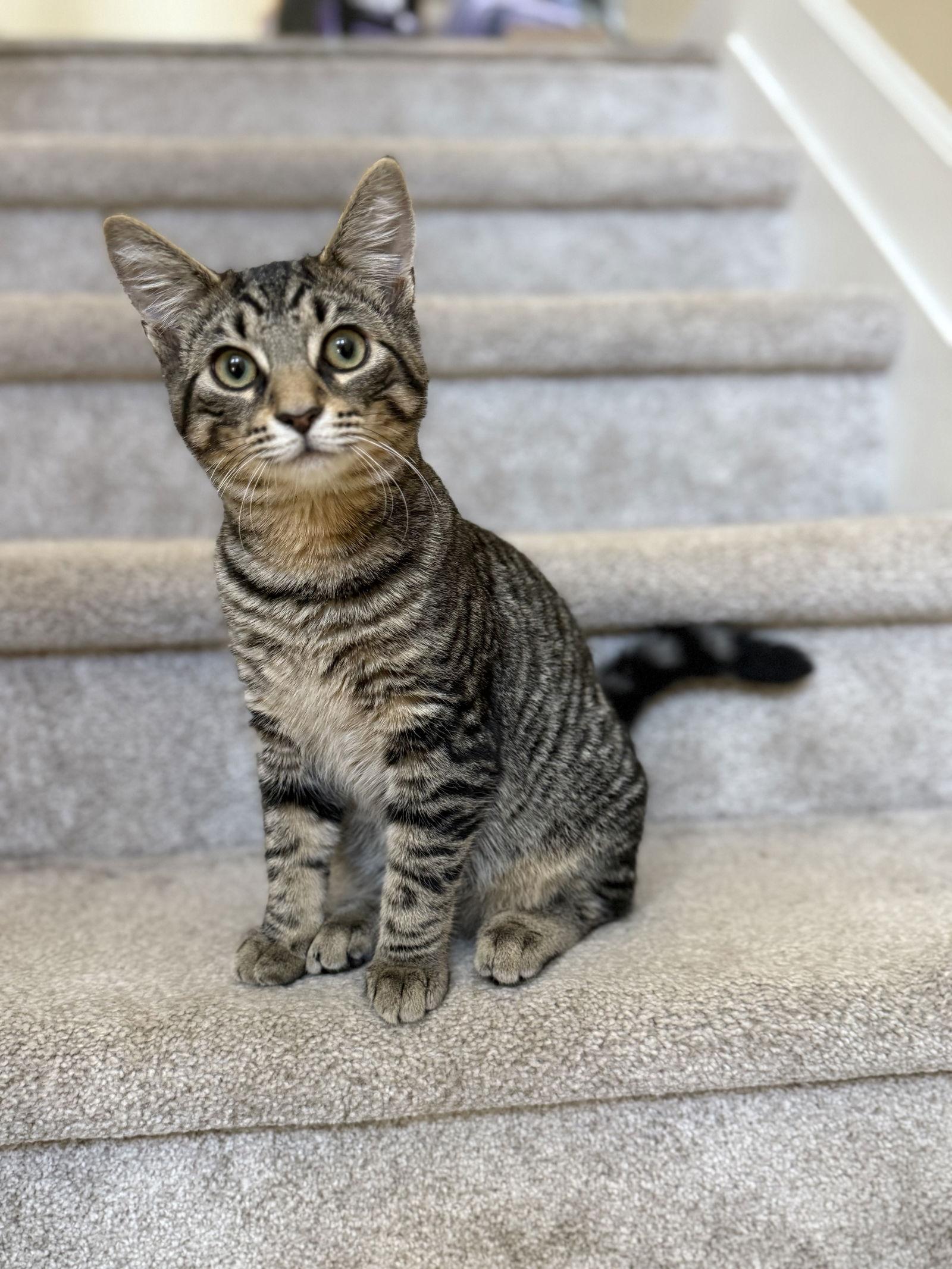 Thumper, Adoptable, Kitten Male Tabby & Domestic Short Hair.
