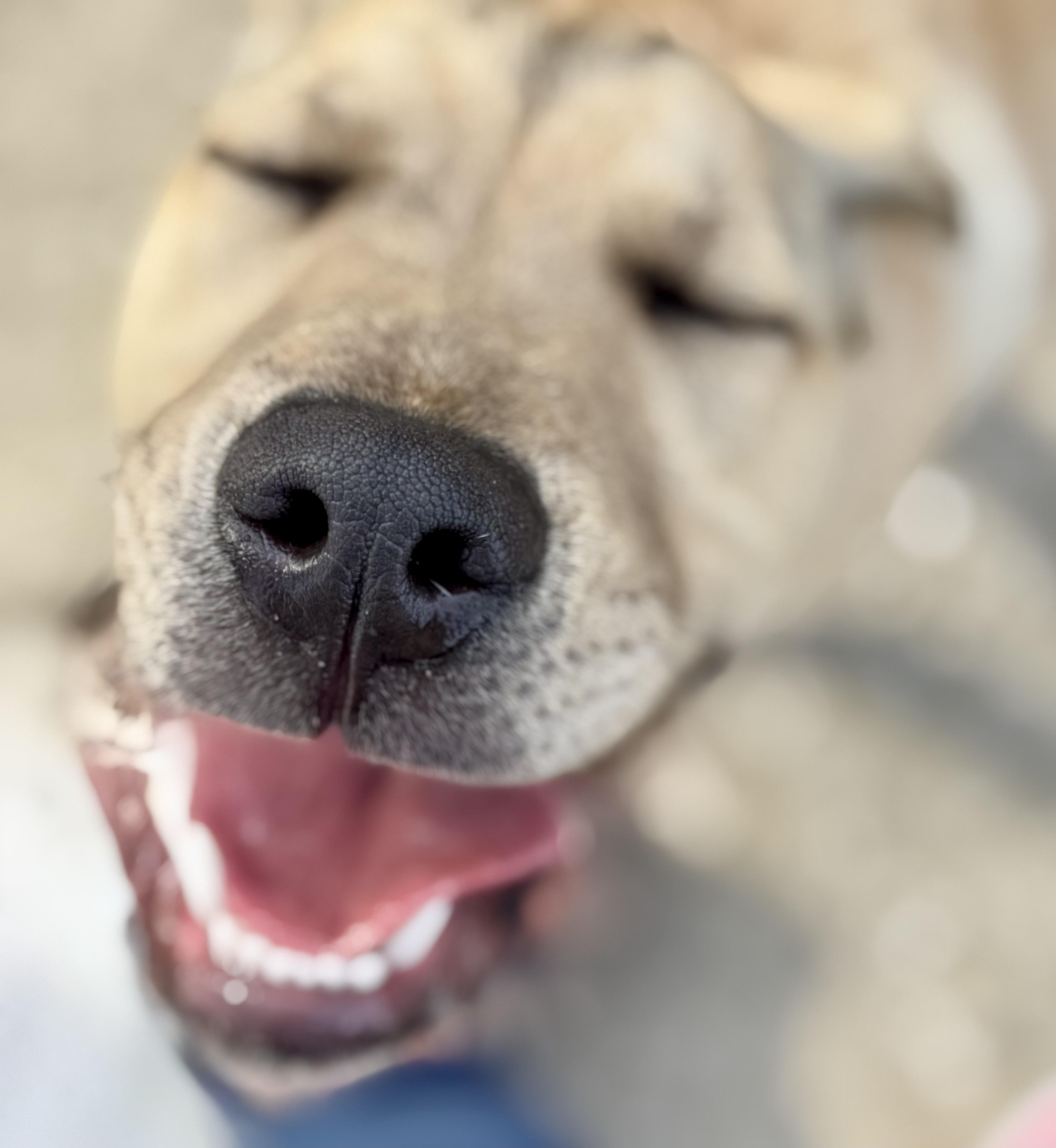 LEO….SWEET, FUN, LOVING, PLAYFUL!!!!, Adoptable, Young Male Pit Bull Terrier & Labrador Retriever.