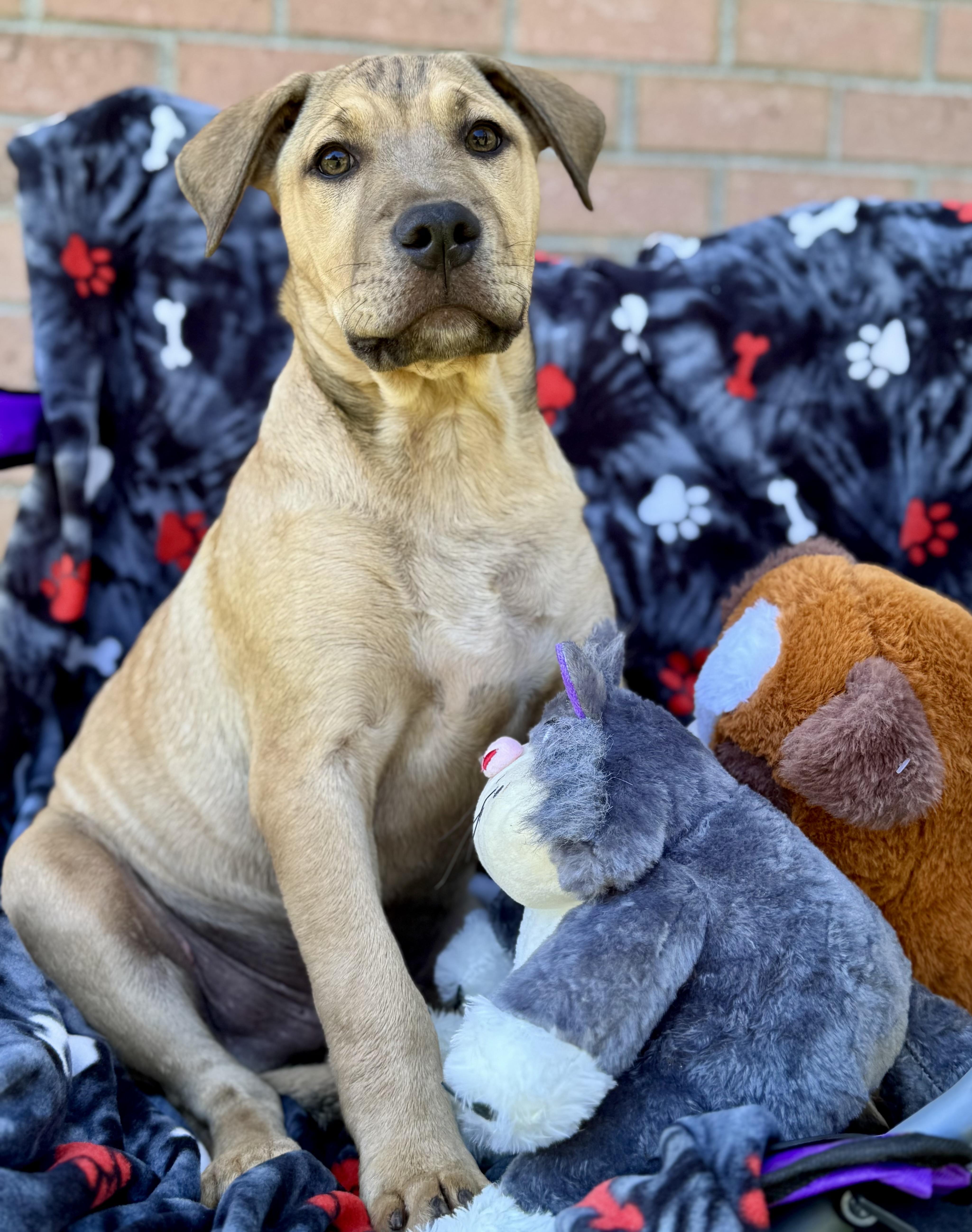 LEO…..Full of mischief and fun!!!!!