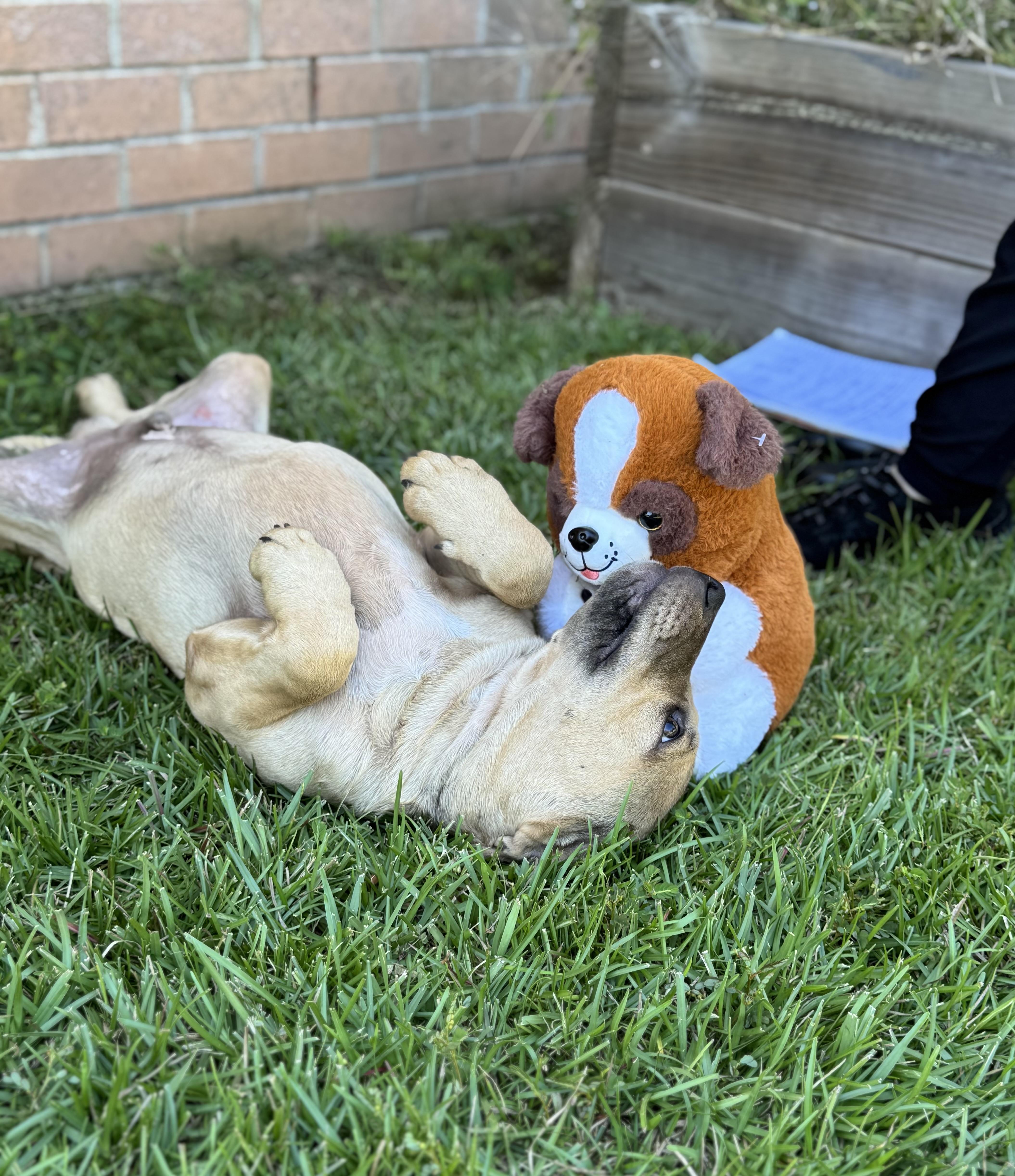 LEO…..Full of mischief and fun!!!!!