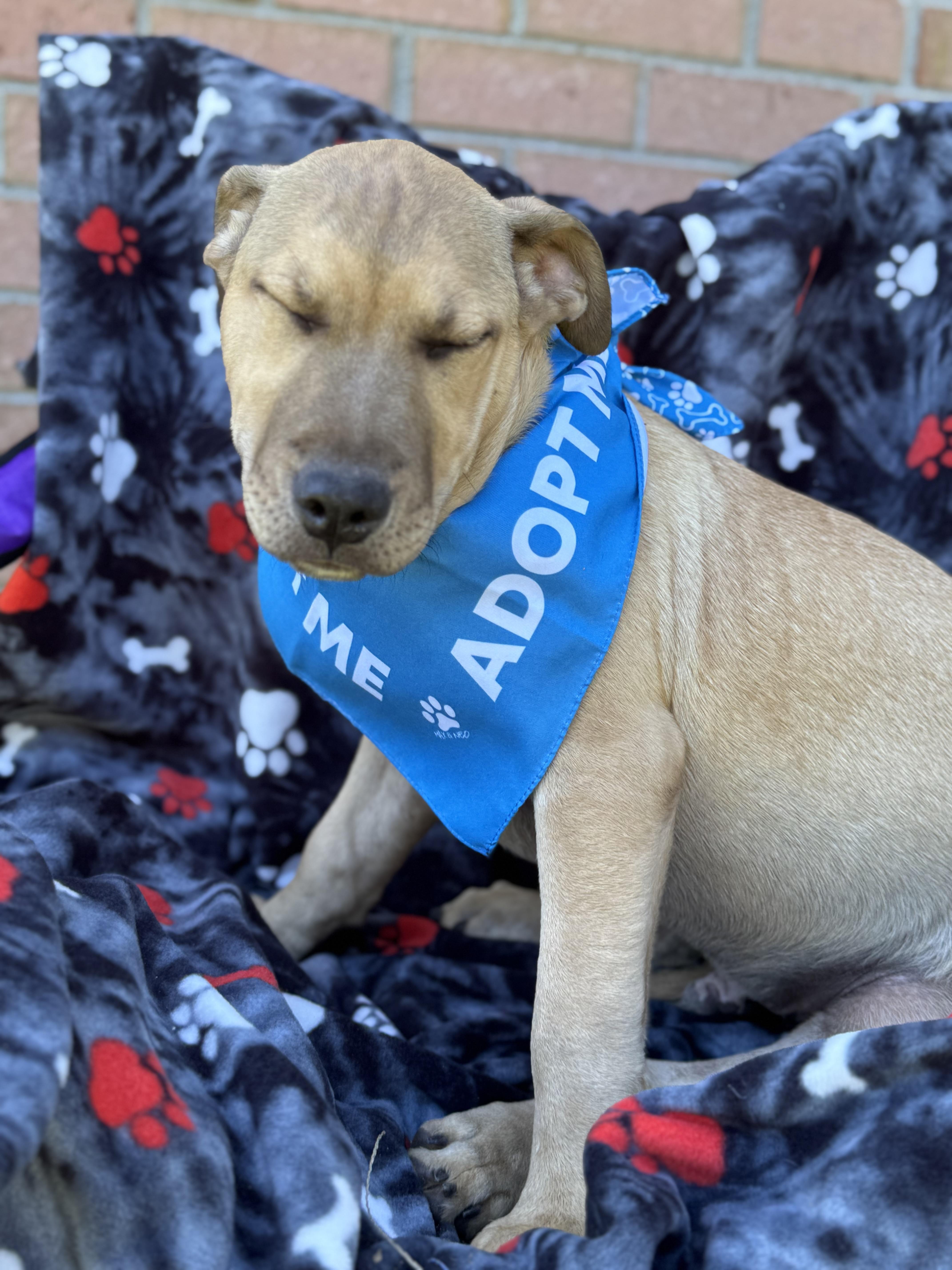 Enlarge LEO…..Full of mischief and fun!!!!!, a Adoptable mixed breed in Cantonment, FL image 3/6