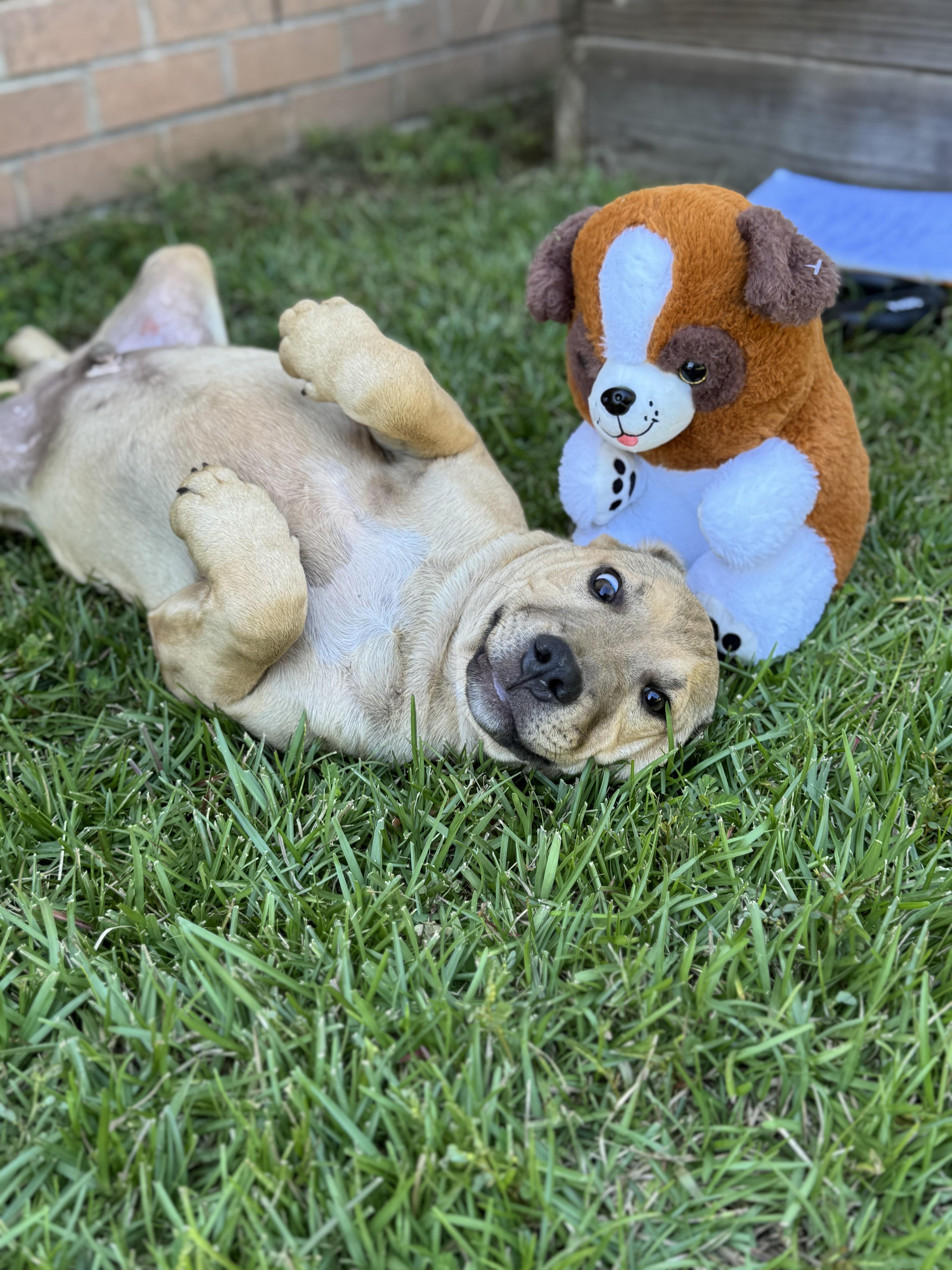 Enlarge LEO…..Full of mischief and fun!!!!!, a Adoptable mixed breed in Cantonment, FL image 4/6