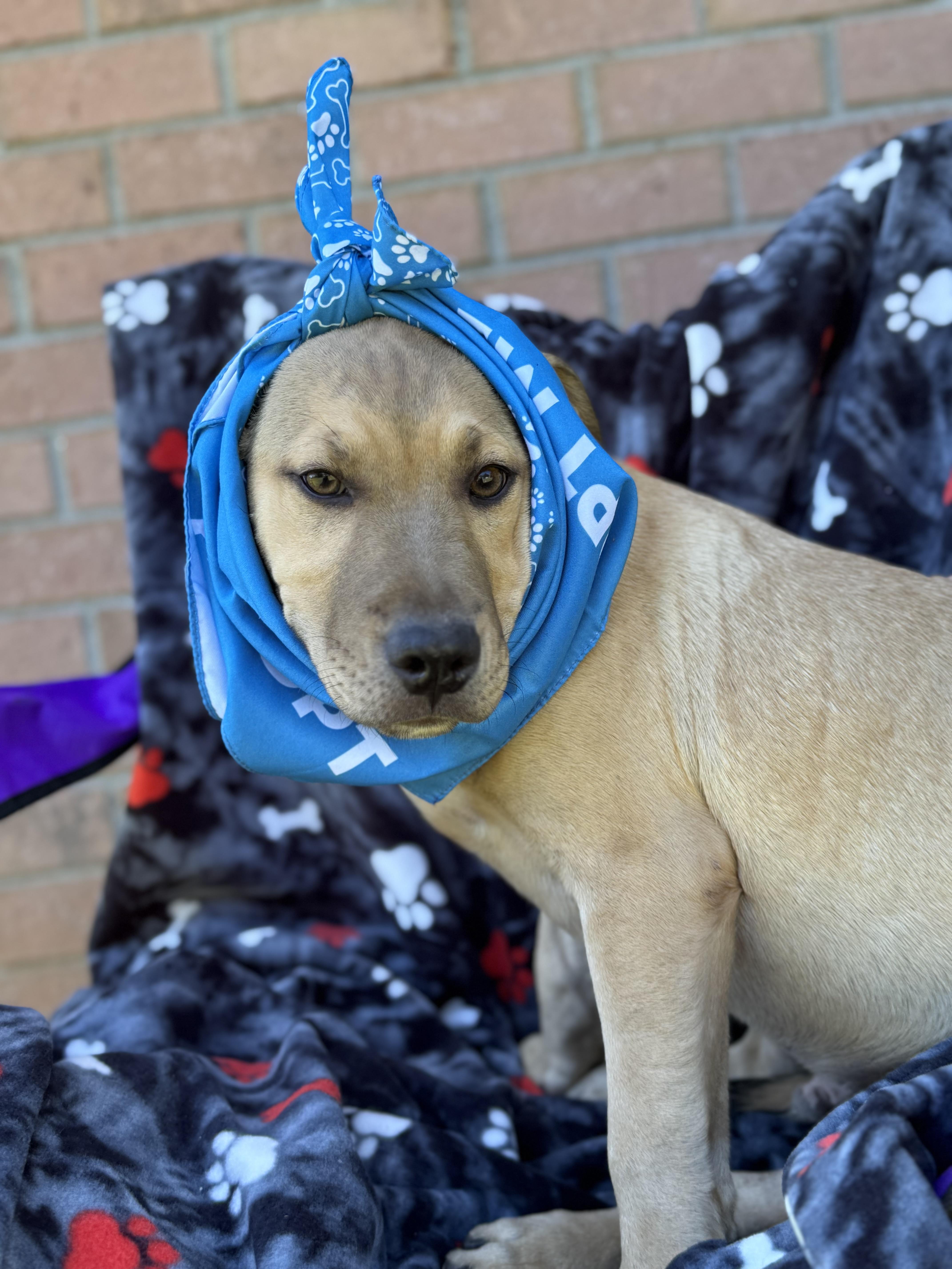 LEO…..Full of mischief and fun!!!!!