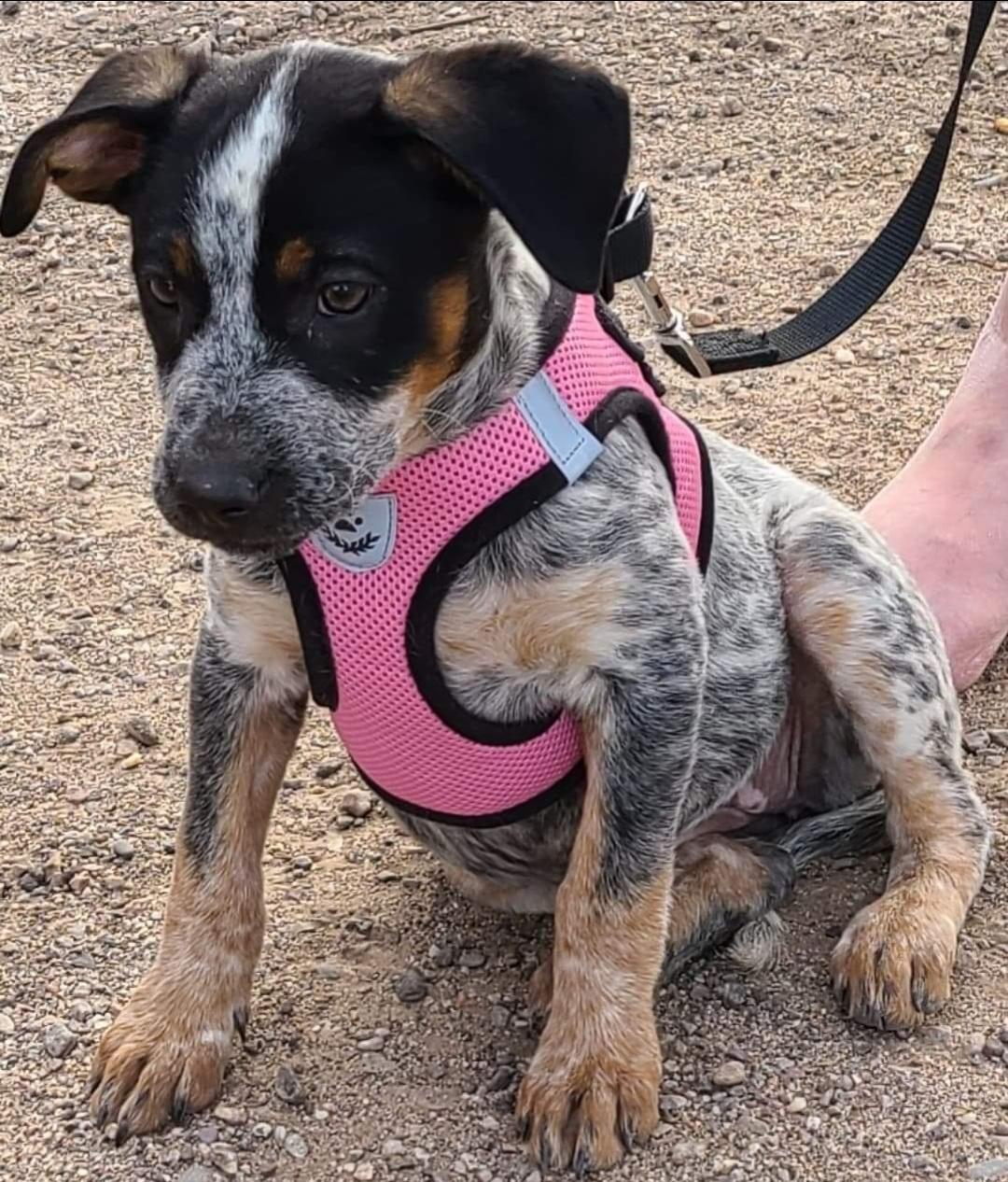 Hannah, Adopted, Adult Female Australian Cattle Dog / Blue Heeler.
