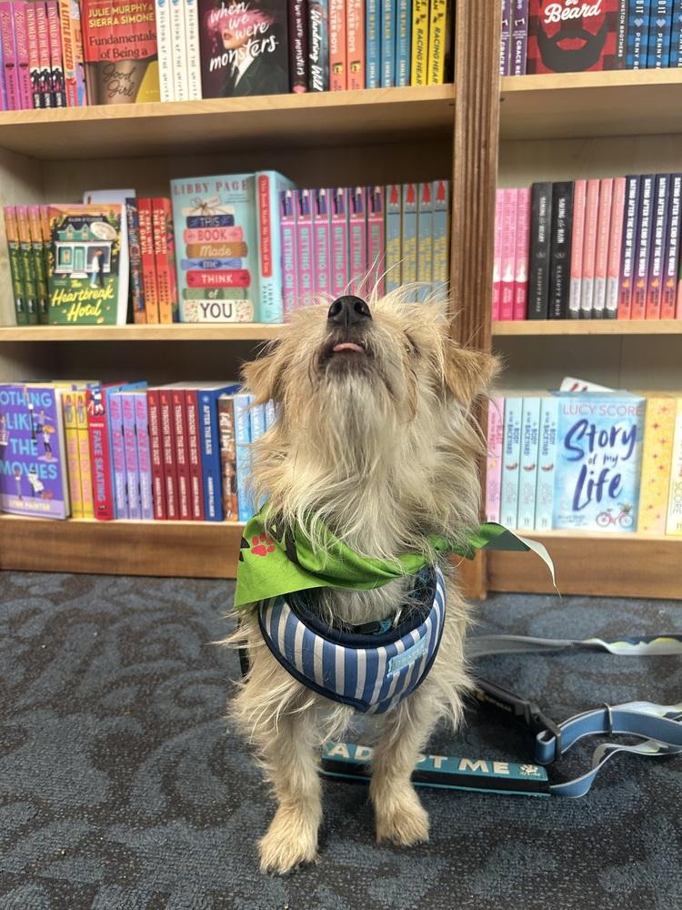 Nicolas, Adoptable, Young Male Yorkshire Terrier & Terrier.