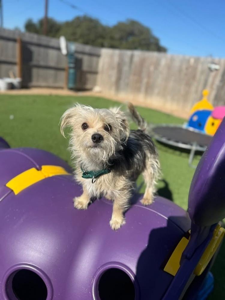 Nicolas, Adoptable, Young Male Yorkshire Terrier & Terrier.