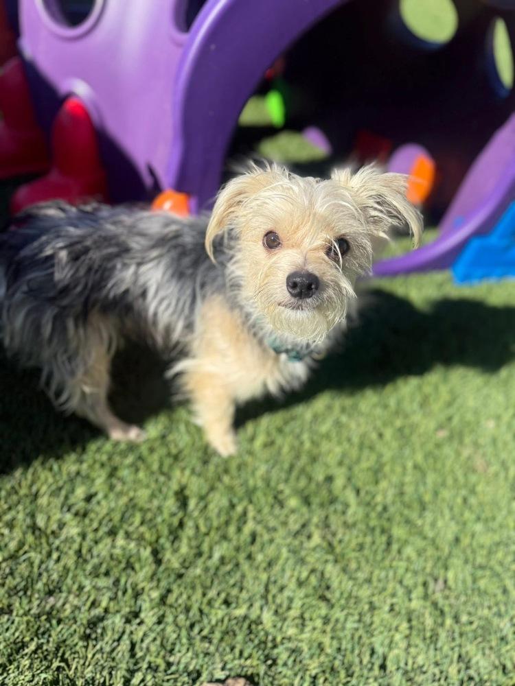 Enlarge Nicolas, a Adoptable mixed breed in Denver, CO image 2/5