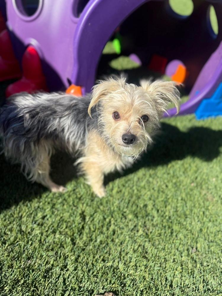 Enlarge Nicolas, a Adoptable mixed breed in Denver, CO image 3/5