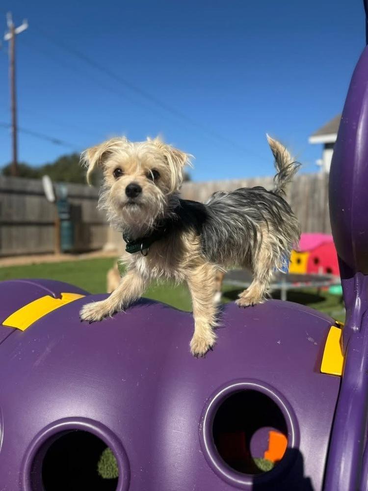 Enlarge Nicolas, a Adoptable mixed breed in Denver, CO image 4/5