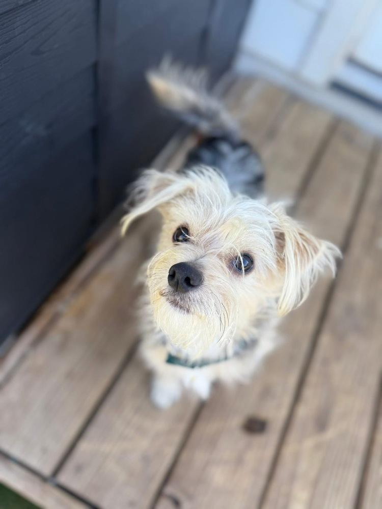 Enlarge Nicolas, a Adoptable mixed breed in Denver, CO image 5/5