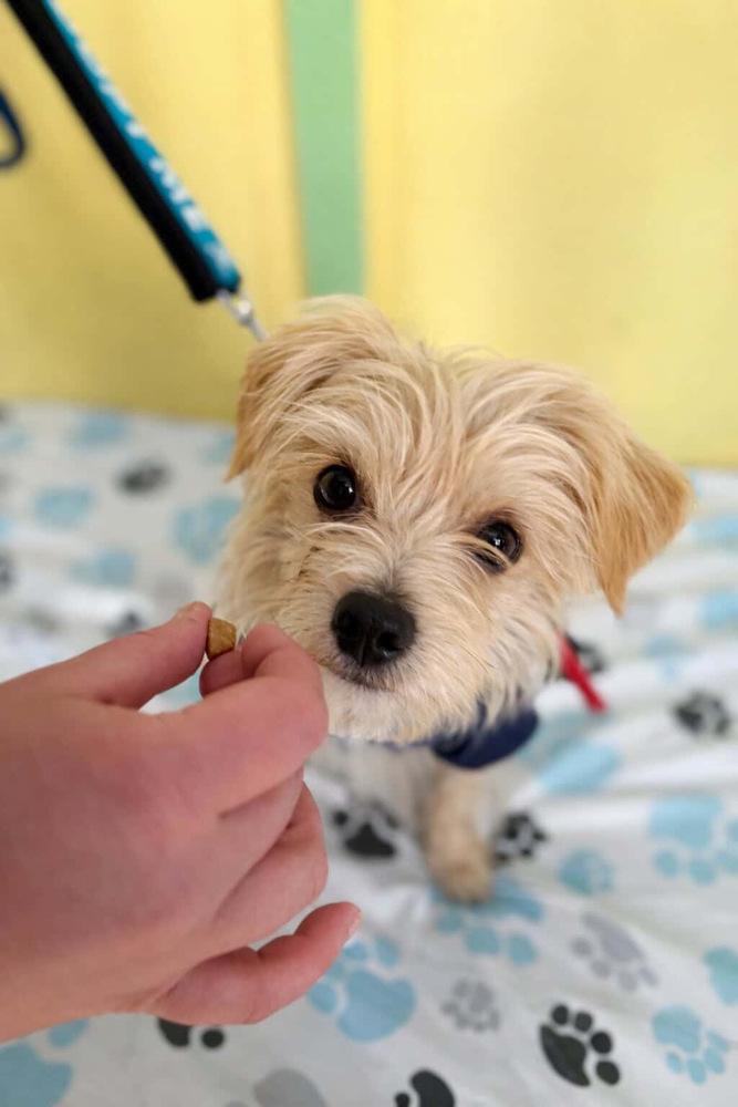 Enlarge Nicolas, a Adoptable mixed breed in Denver, CO image 5/6