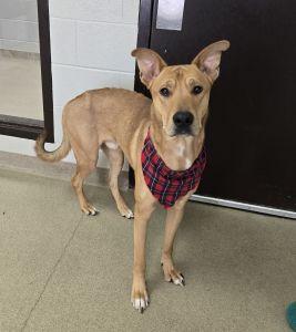 Jackson, adoptable, Adult Male German Shepherd Dog.