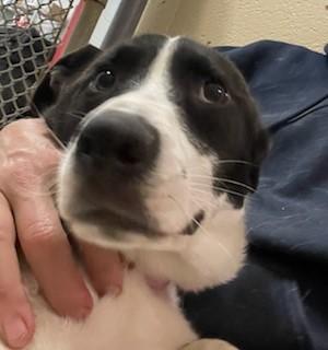 Agatha, Adoptable, Adult Female Border Collie & Mixed Breed.