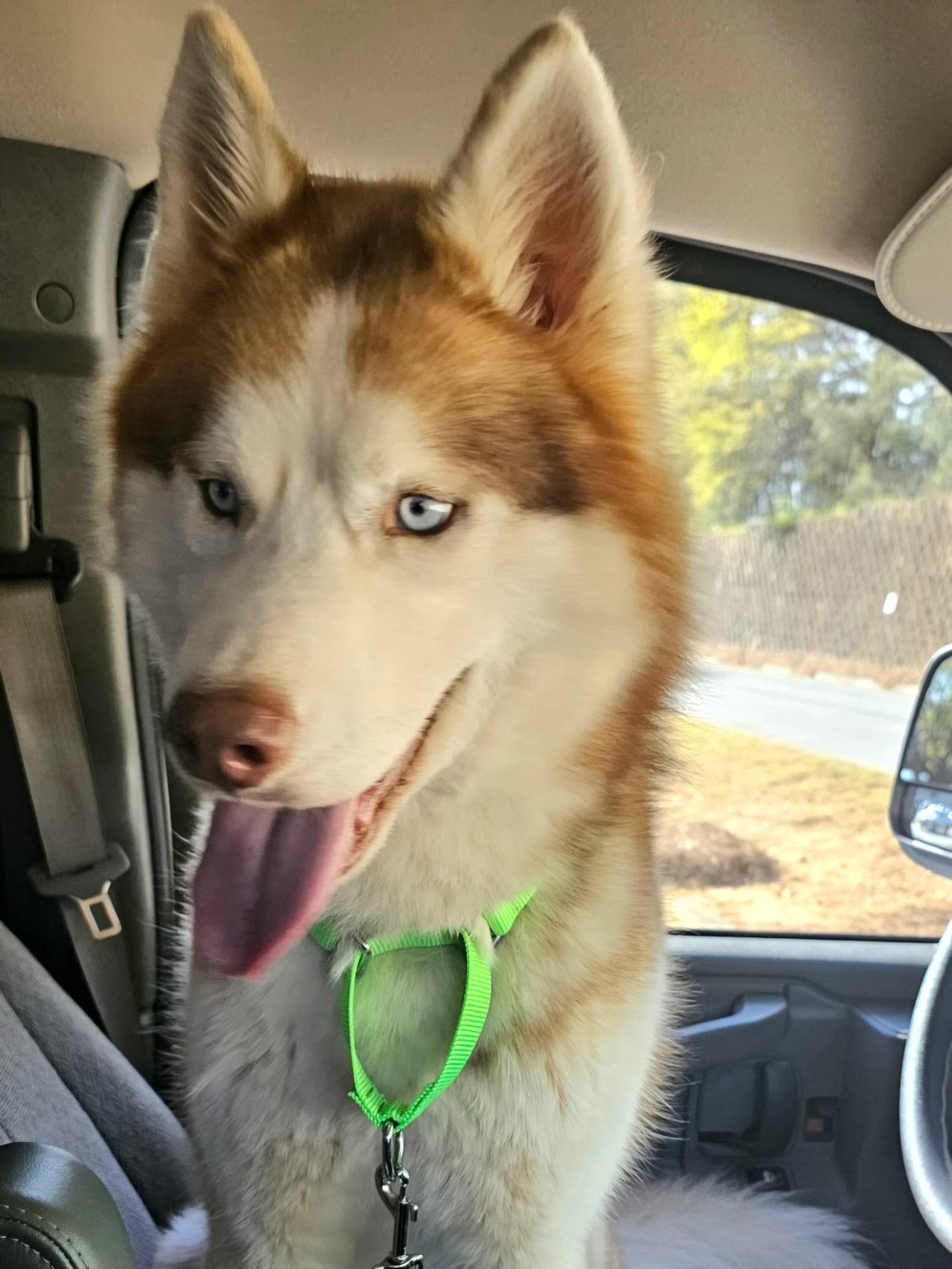 Sunny, Adoptable, Adult Male Siberian Husky.