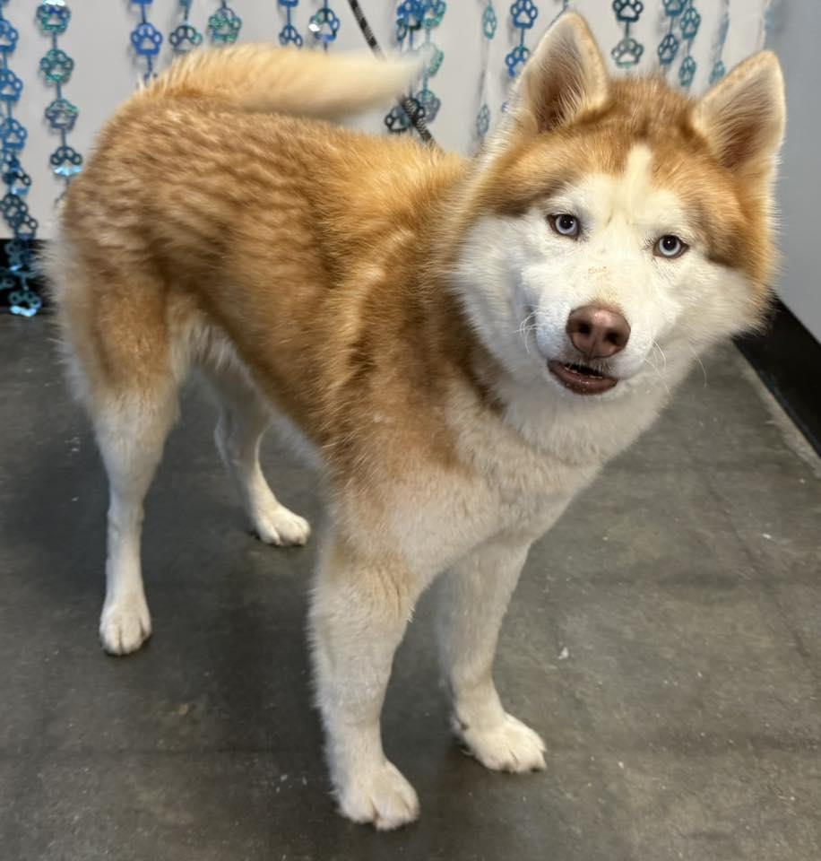 Enlarge Sunny, a Adoptable Siberian Husky in Millersville, MD image 2/3