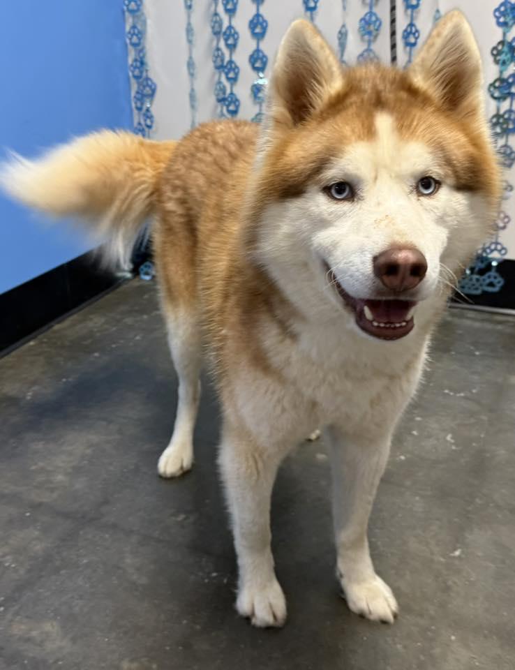 Enlarge Sunny, a Adoptable Siberian Husky in Millersville, MD image 3/3