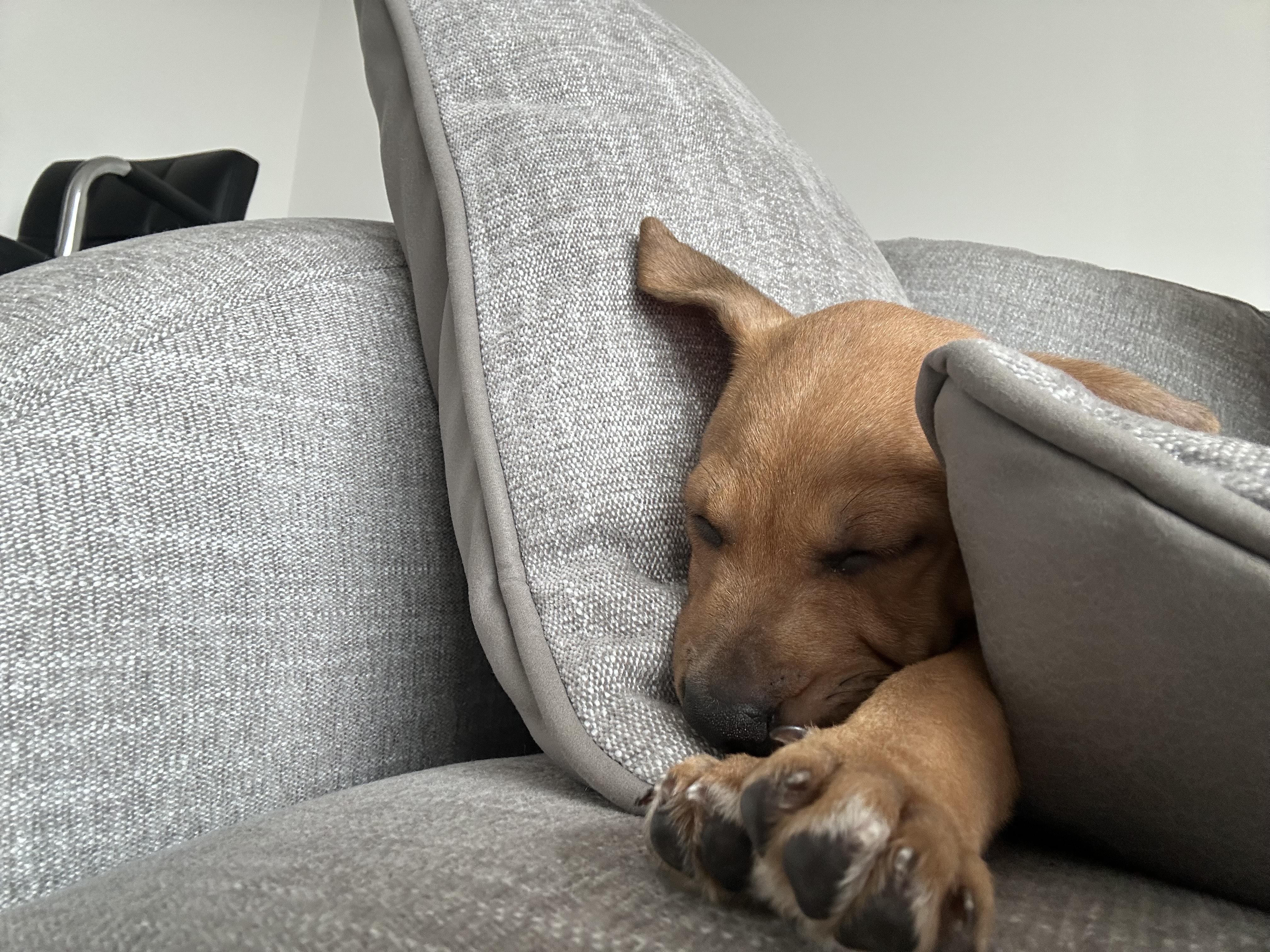 Bubbles, a Adoptable mixed breed in New York, NY image 3/4