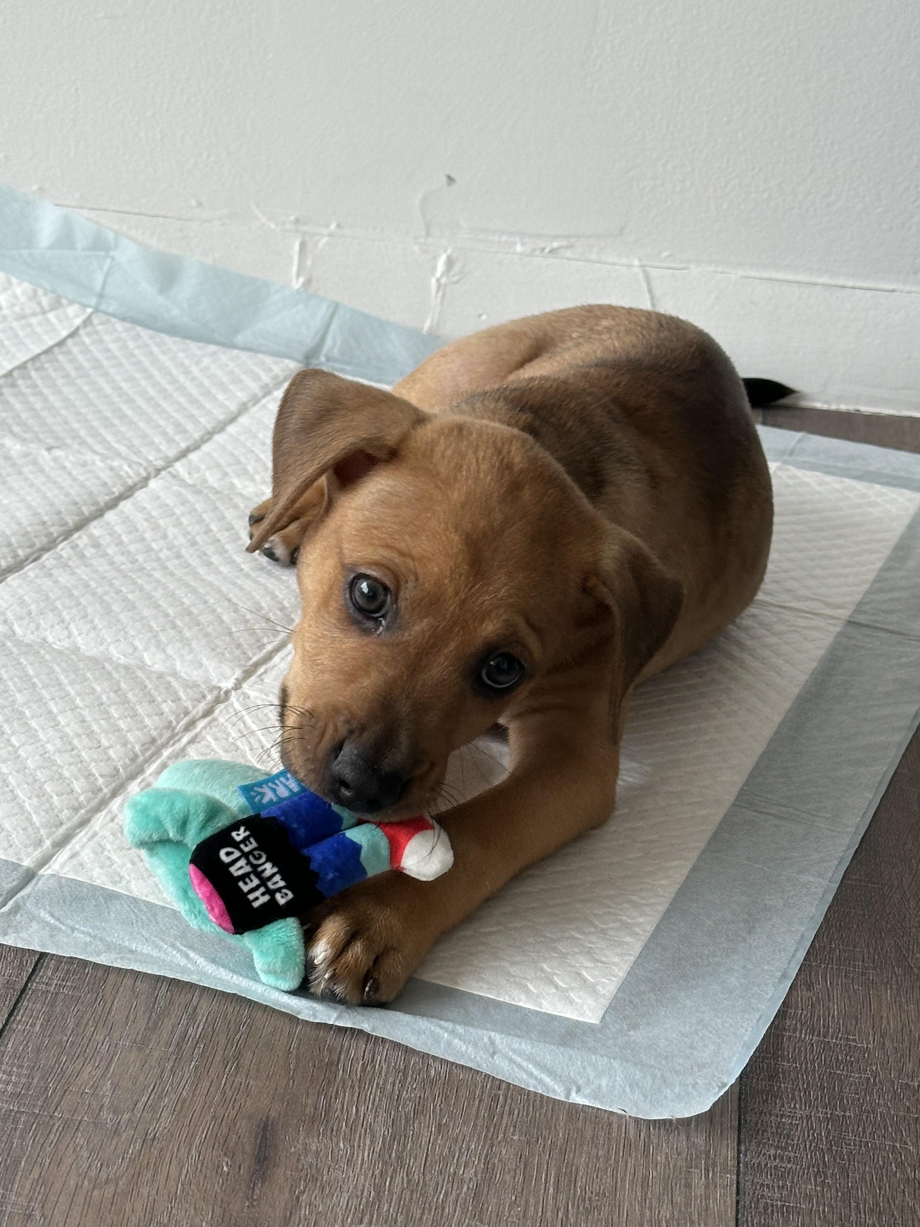Bubbles, a Adoptable mixed breed in New York, NY image 2/4