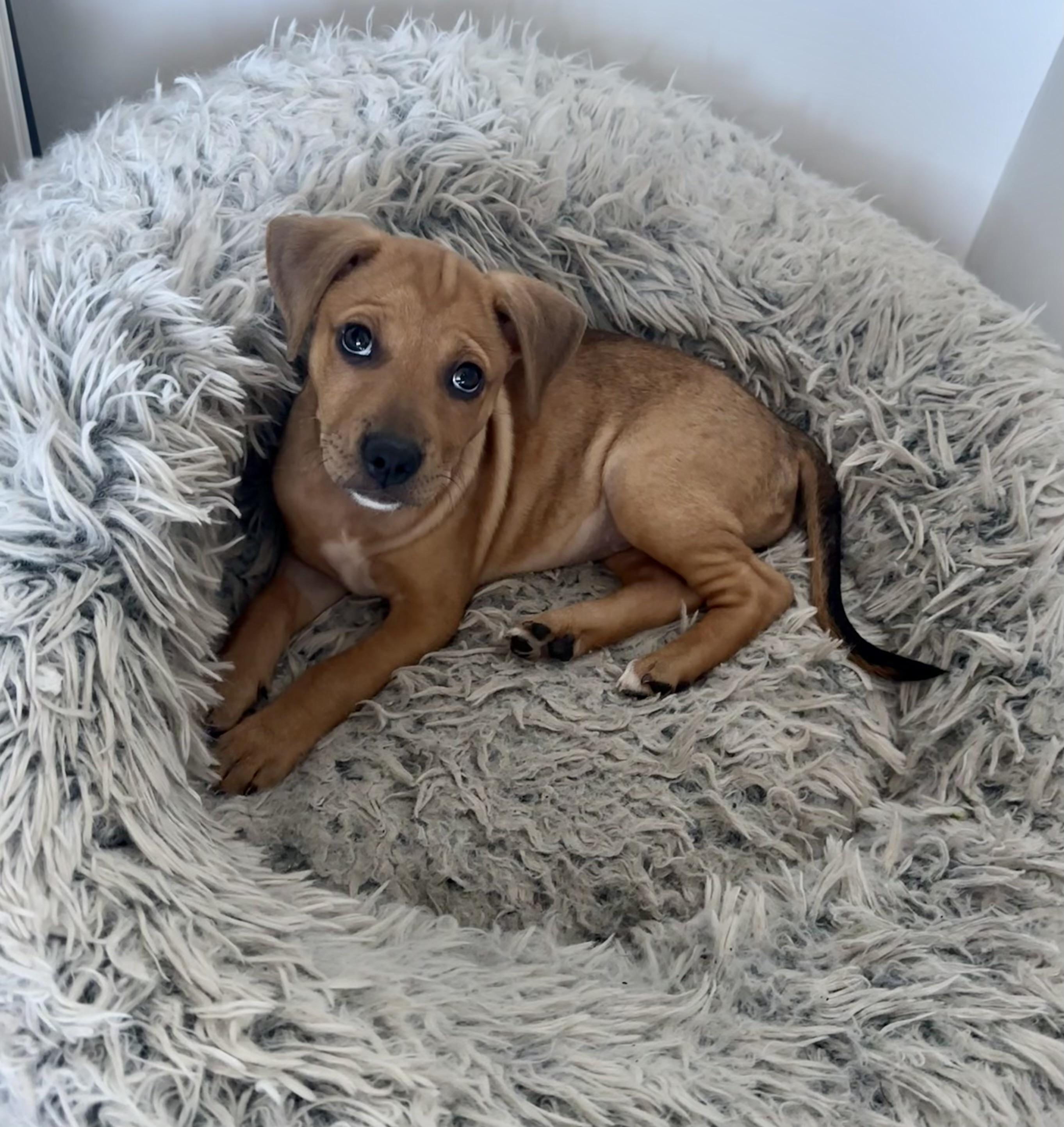 Bubbles, Adoptable, Young Female Labrador Retriever.