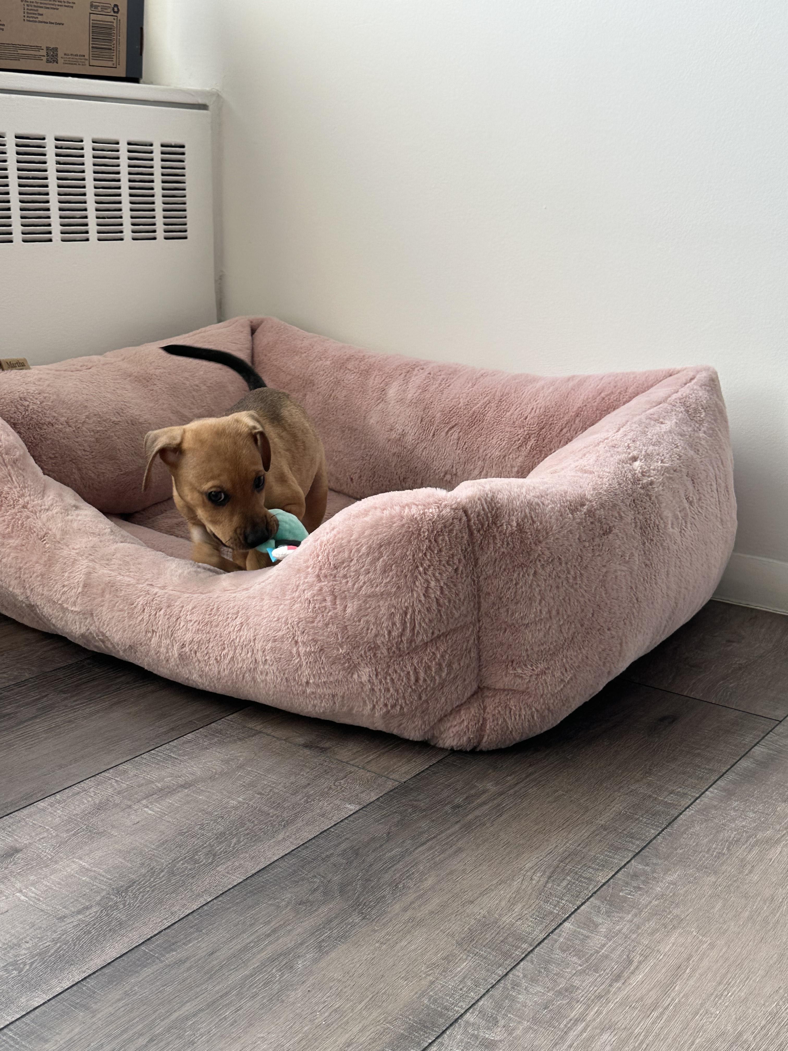 Bubbles, a Adoptable mixed breed in New York, NY image 4/4