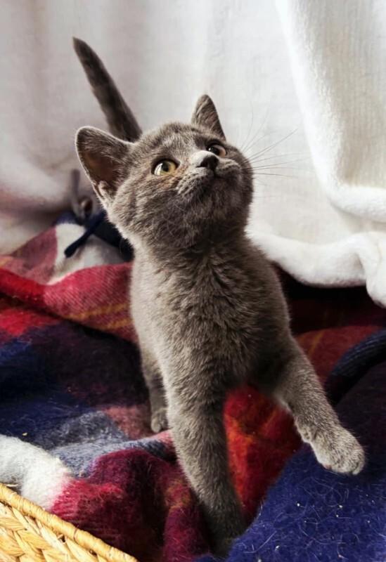 Cobweb, Adoptable, Kitten Female Domestic Short Hair.