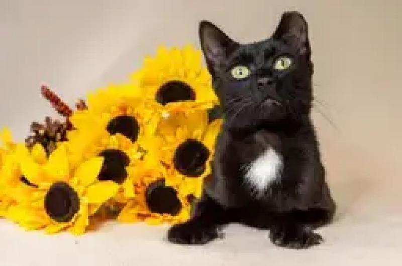 Nora, Adoptable, Adult Female Domestic Short Hair.