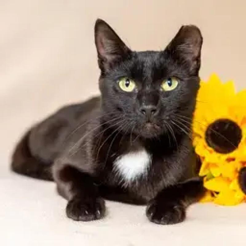 Nora, Adoptable, Adult Female Domestic Short Hair.