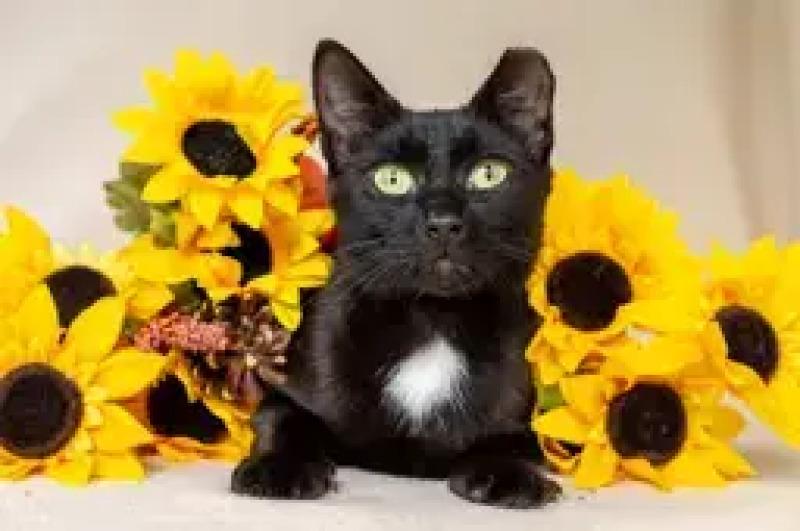 Enlarge Nora, a Adoptable Domestic Short Hair in North Babylon, NY image 3/6