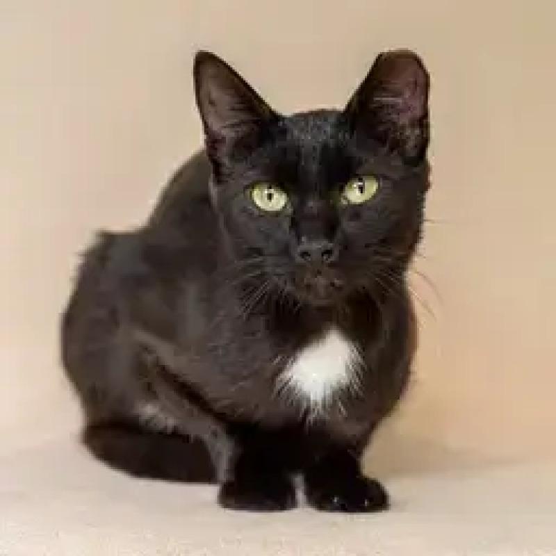 Enlarge Nora, a Adoptable Domestic Short Hair in North Babylon, NY image 4/6