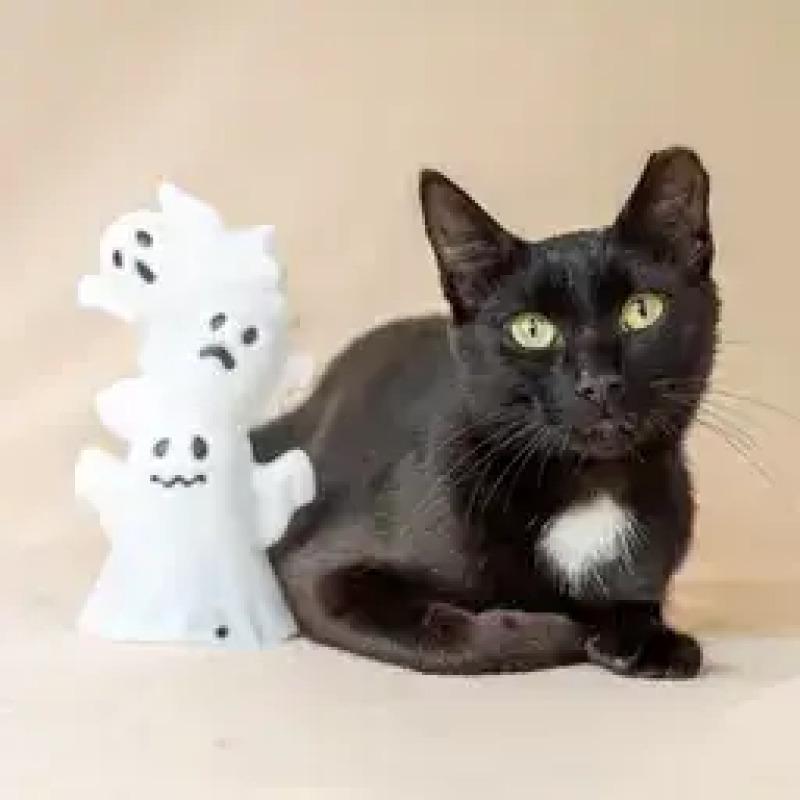 Enlarge Nora, a Adoptable Domestic Short Hair in North Babylon, NY image 5/6