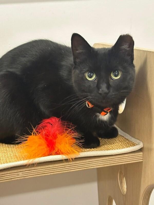 Enlarge Nora, a Adoptable Domestic Short Hair in North Babylon, NY image 6/6