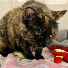 Kid--Senior Lady Adoptable With Vet Care Support for Life!