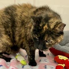 Kid--Senior Lady Adoptable With Vet Care Support for Life!