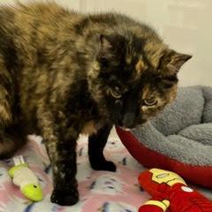 Kid--Senior Lady Adoptable With Vet Care Support for Life!