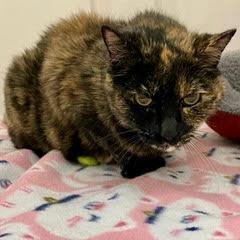 Kid--Senior Lady Adoptable With Vet Care Support for Life!