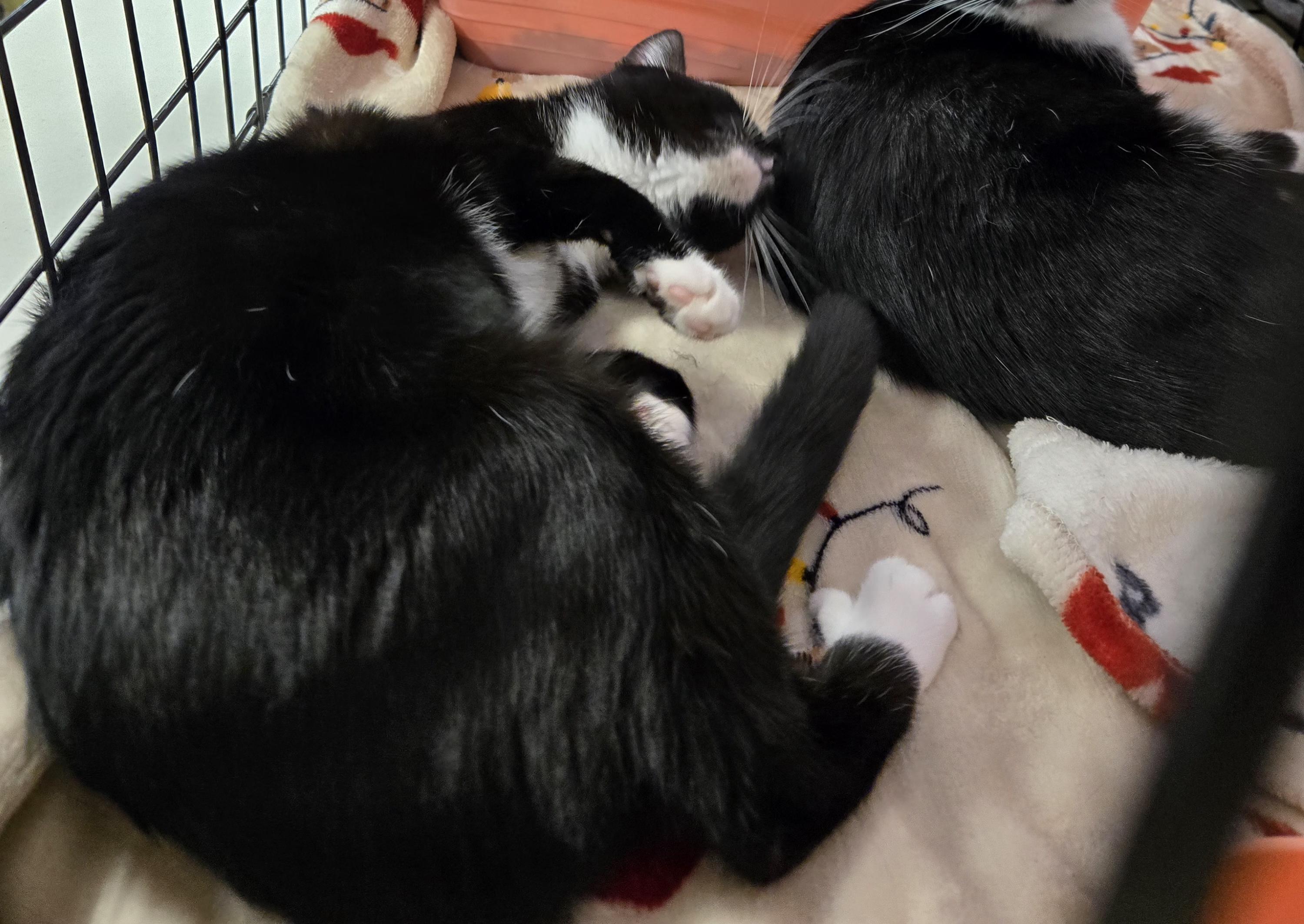 Enlarge Chole, a Adoptable Tuxedo in AUBURNDALE, FL image 1/1