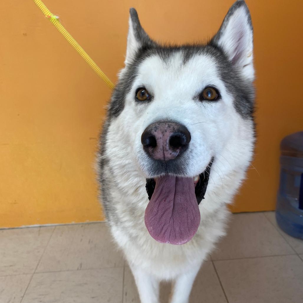 Enlarge STETSON, a ADOPTABLE Husky in Joshua Tree, CA image 1/1