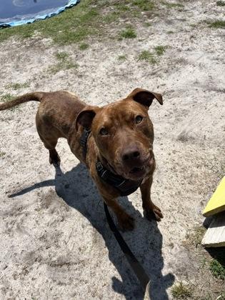 Penny, Adoptable, Adult Female Mixed Breed & Mixed Breed.