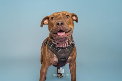 Enlarge Penny, a Adoptable mixed breed in Manteo, NC image 2/3