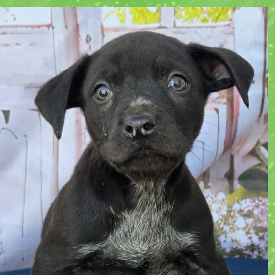 Enlarge Dallas, a ADOPTABLE mixed breed in Mount Hermon, LA image 1/1