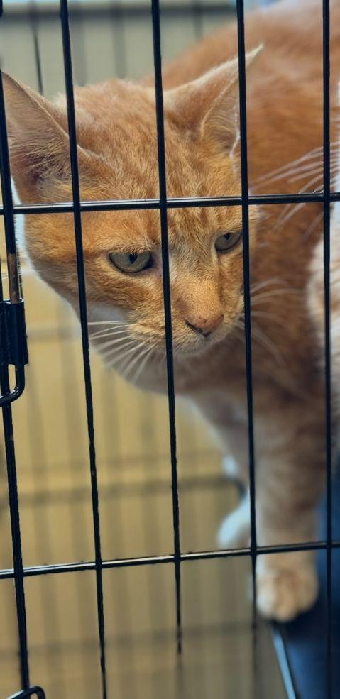 Enlarge Winkie, a Adopted mixed breed in Staley, NC image 1/1