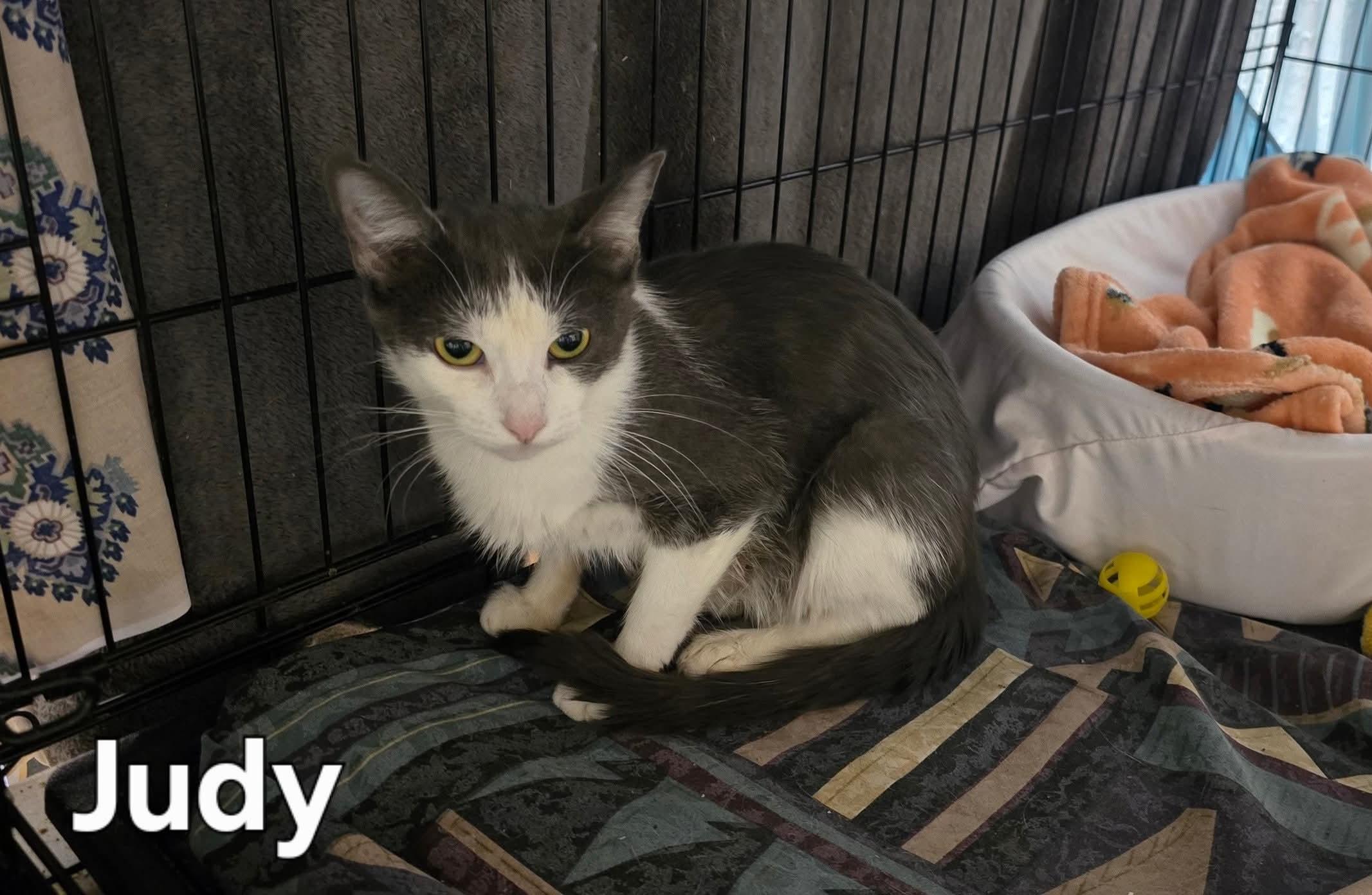 Judy, Adoptable, Young Female Domestic Short Hair.