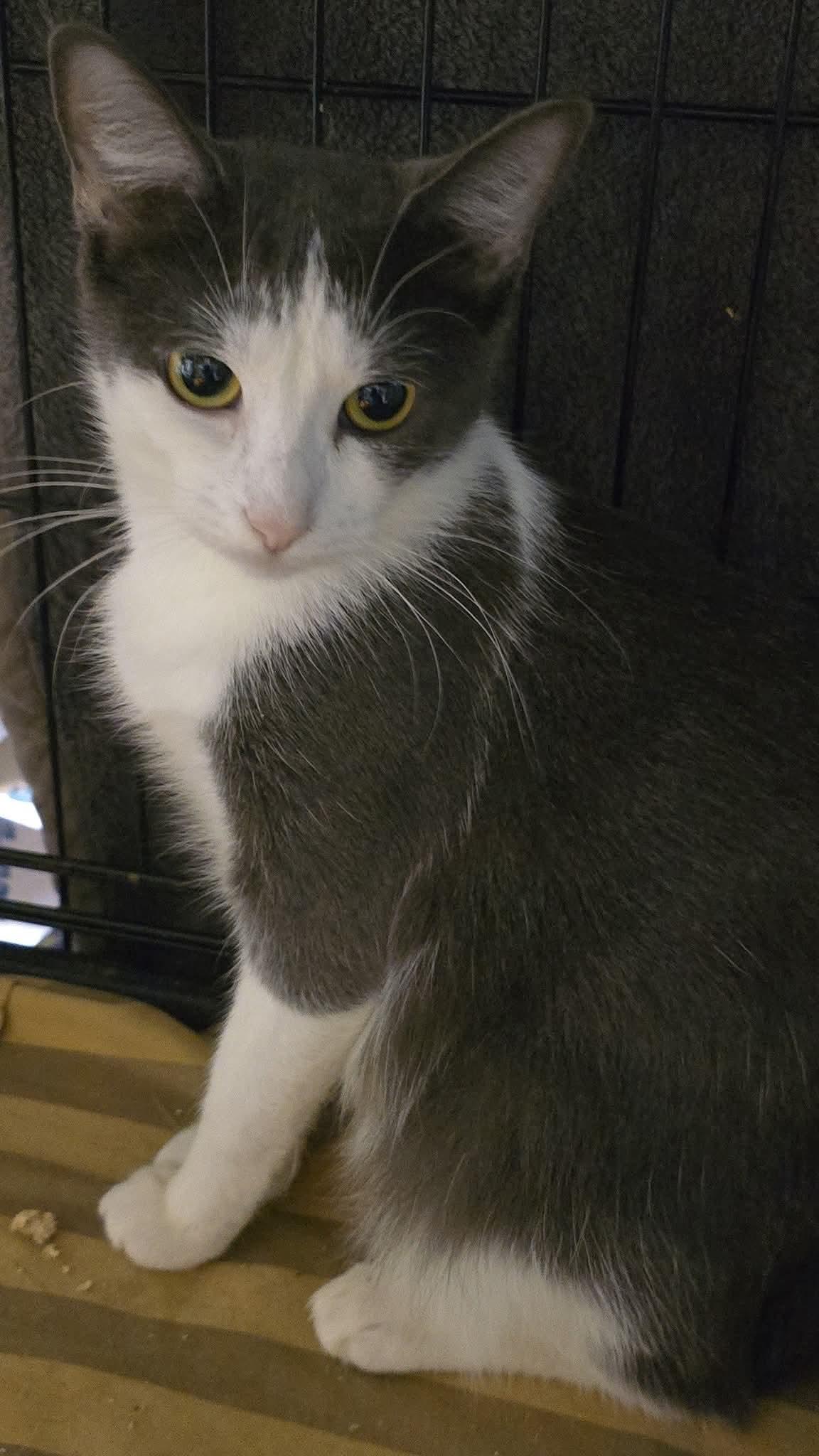 Judy, a Adoptable Domestic Short Hair in Stevensville, ON image 3/3