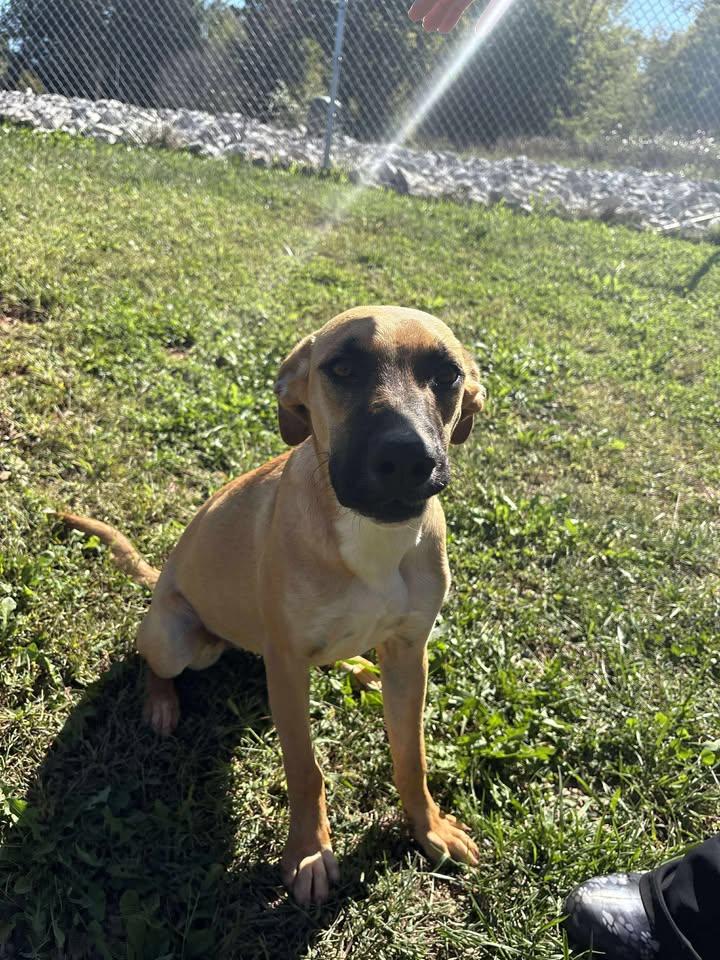 Aubrey (Sponsored), a Adoptable mixed breed in Munfordville, KY image 3/4
