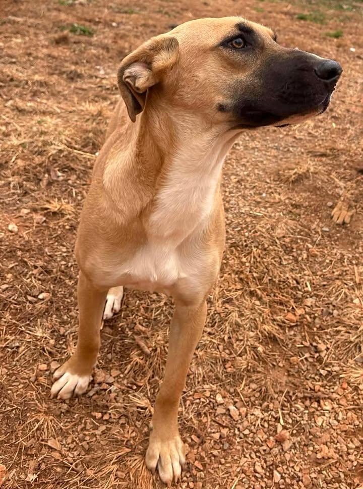 Aubrey (Sponsored), a Adoptable mixed breed in Munfordville, KY image 2/4