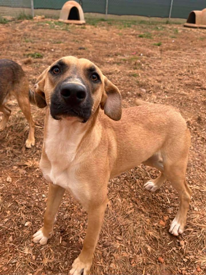 Aubrey (Sponsored), a Adoptable mixed breed in Munfordville, KY image 1/4